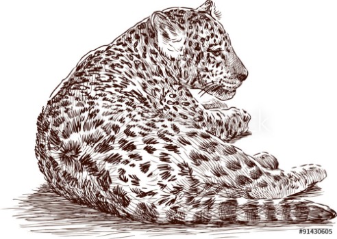 Bild på leopard cub